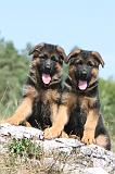 BERGER ALLEMAND 175